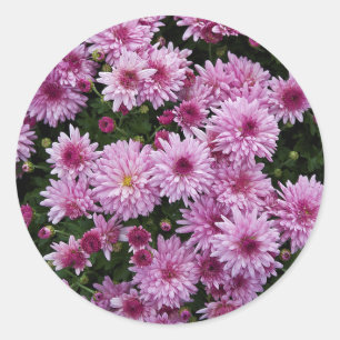 Paarse Chrysanthemum X Morifolium Flowers Ronde Sticker