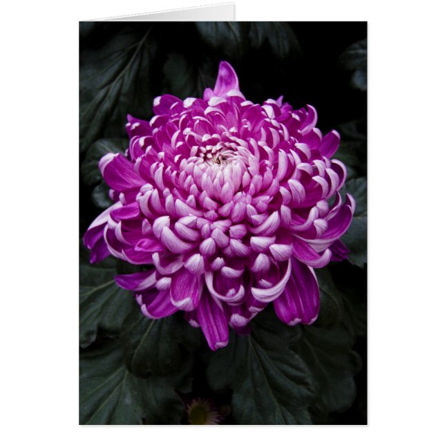 Paarse Chrysanthemumkaart (Voorkant)