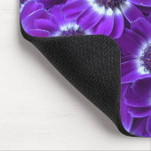 Paarse Cineraria Muismat (Hoek)