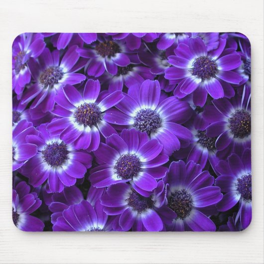 Paarse Cineraria Muismat (Voorkant)