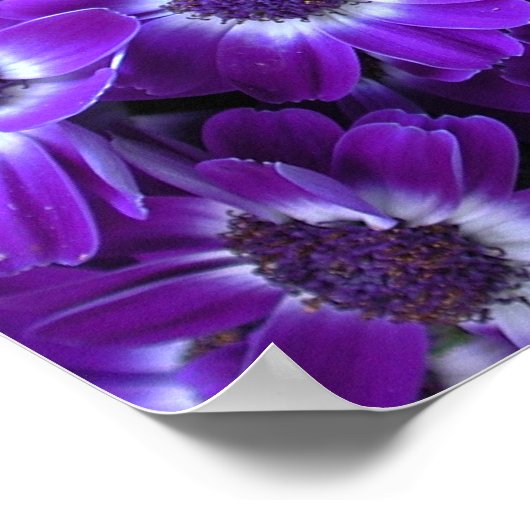 Paarse Cineraria Poster (Hoek)
