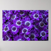 Paarse Cineraria Poster (Voorkant)