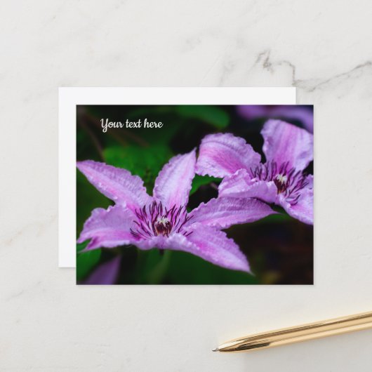 Paarse Clematis Ansichtkaart Briefkaart (Voorkant / Achterkant in situ)