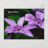 Paarse Clematis Ansichtkaart Briefkaart (Voorkant)