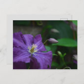 Paarse Clematis Briefkaart (Voorkant / Achterkant)