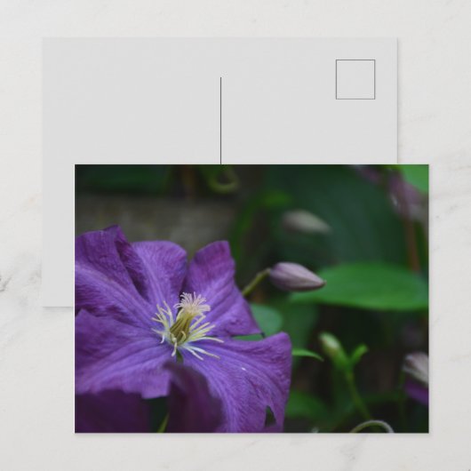 Paarse Clematis Briefkaart (Voorkant / Achterkant)
