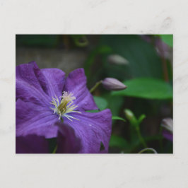 Paarse Clematis Briefkaart