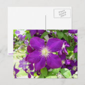 Paarse Clematis Briefkaart (Voorkant / Achterkant)