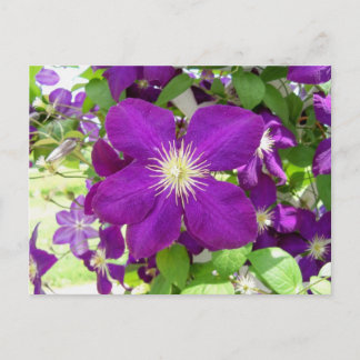 Paarse Clematis Briefkaart