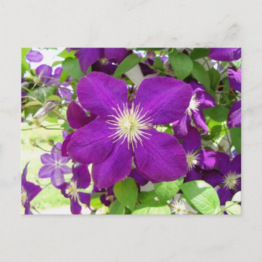 Paarse Clematis Briefkaart (Voorkant)