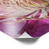 Paarse Clematis Closeup Foto Afdruk (Hoek)