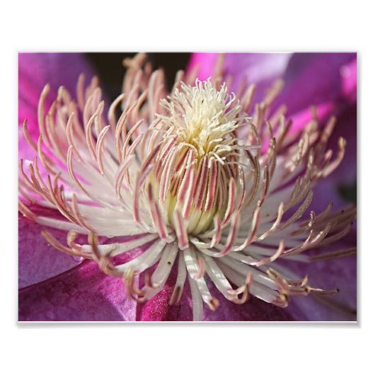 Paarse Clematis Closeup Foto Afdruk (Voorkant)