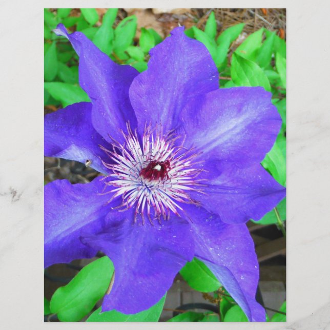 Paarse Clematis Flower (Voorkant)