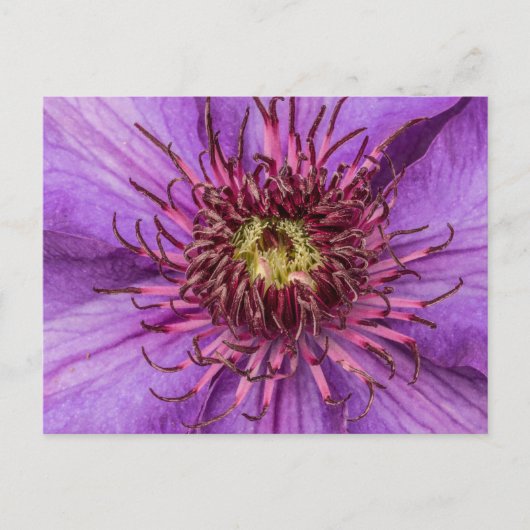 Paarse Clematis Flower Briefkaart (Voorkant)
