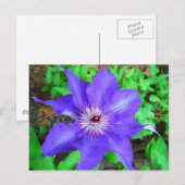 Paarse Clematis Flower Briefkaart (Voorkant / Achterkant)