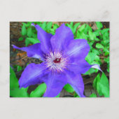 Paarse Clematis Flower Briefkaart (Voorkant)
