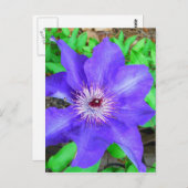 Paarse Clematis Flower Briefkaart (Voorkant / Achterkant)