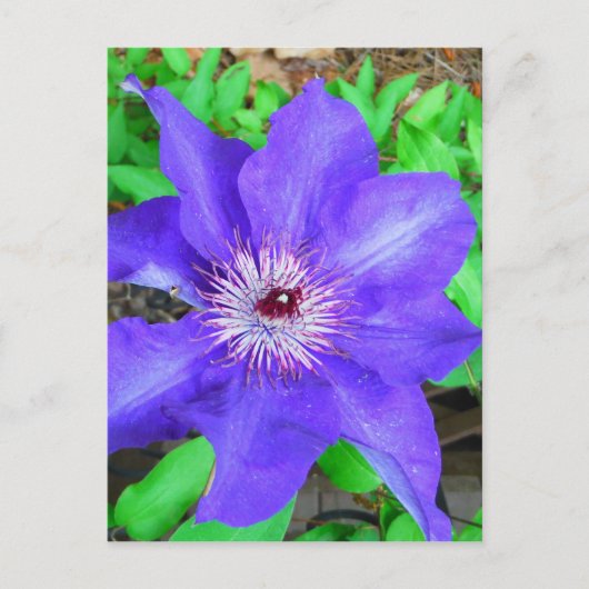 Paarse Clematis Flower Briefkaart (Voorkant)