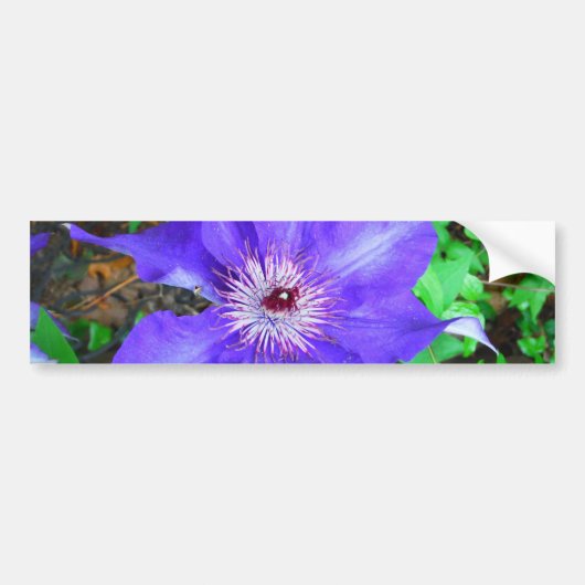 Paarse Clematis Flower Bumpersticker (Voorkant)