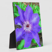 Paarse Clematis Flower Fotoplaat (Zijkant)