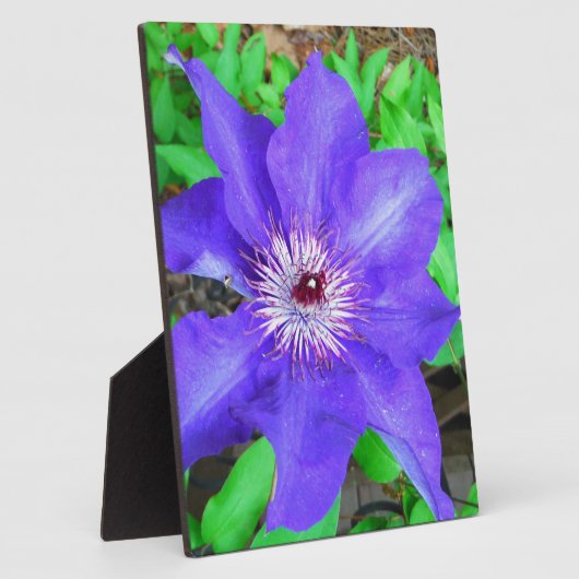 Paarse Clematis Flower Fotoplaat (Zijkant)