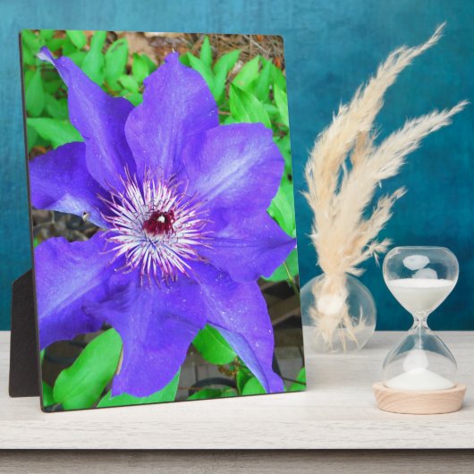 Paarse Clematis Flower Fotoplaat (Zijkant)