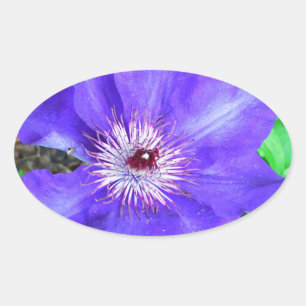 Paarse Clematis Flower Ovale Sticker