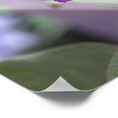 Paarse Clematis Flower Poster (Hoek)