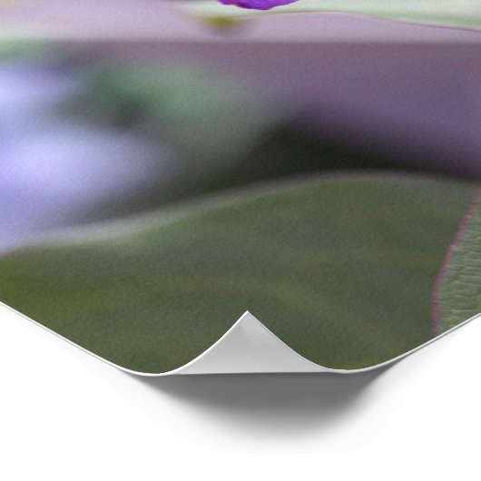 Paarse Clematis Flower Poster (Hoek)