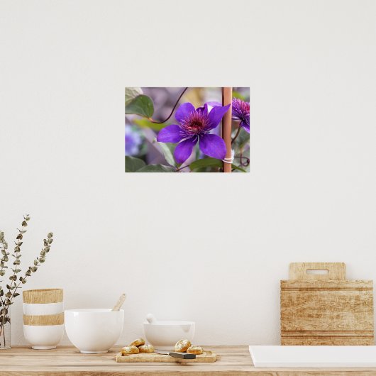Paarse Clematis Flower Poster (Keuken)