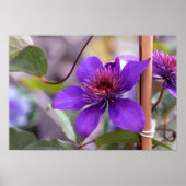 Paarse Clematis Flower Poster (Voorkant)