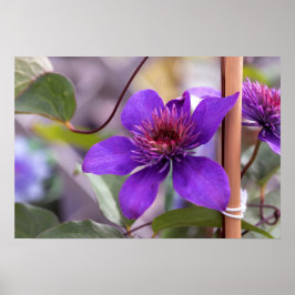 Paarse Clematis Flower Poster