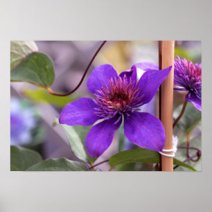 Paarse Clematis Flower Poster