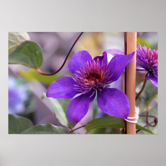 Paarse Clematis Flower Poster (Voorkant)