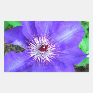 Paarse Clematis Flower Rechthoekige Sticker