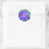 Paarse Clematis Flower Ronde Sticker (Tas)