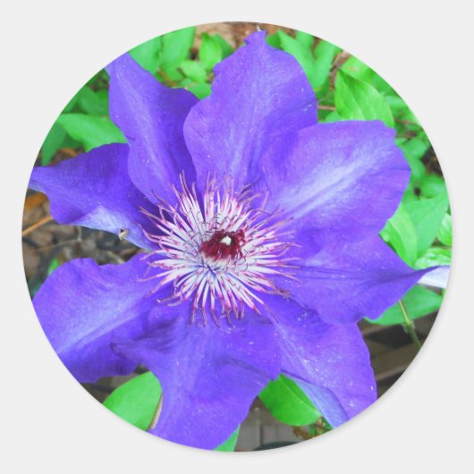 Paarse Clematis Flower Ronde Sticker (Voorkant)
