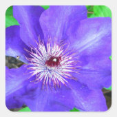 Paarse Clematis Flower Vierkante Sticker (Voorkant)