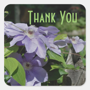Paarse Clematis Flowers Dank je wel. Vierkante Sticker