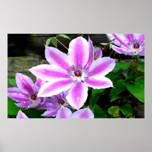 Paarse Clematis Foto Poster/Afdrukken Poster