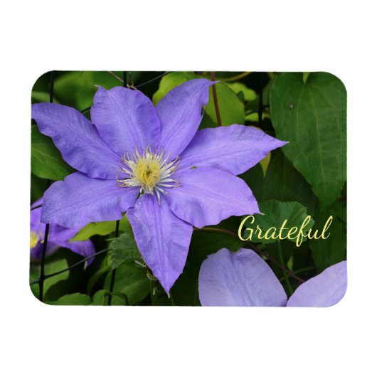 Paarse Clematis Gratitude Magneet (Horizontaal)