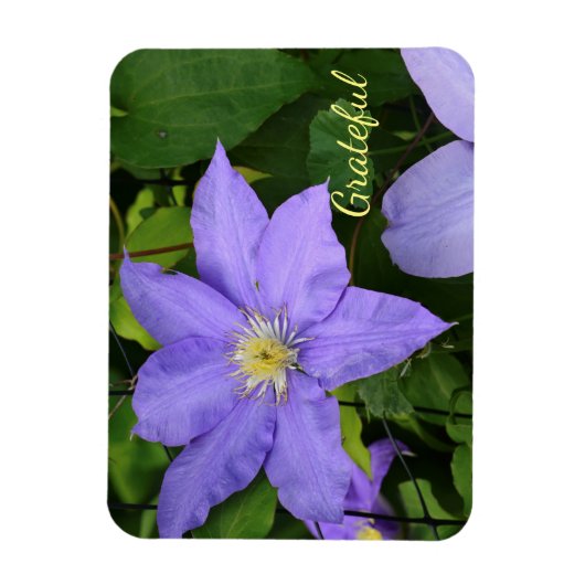 Paarse Clematis Gratitude Magneet (Verticaal)