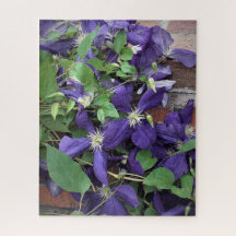 Paarse Clematis