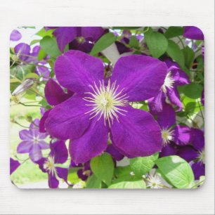 Paarse Clematis Muismat
