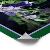 Paarse clematis op hek in zonlicht Abstract Poster (Hoek)