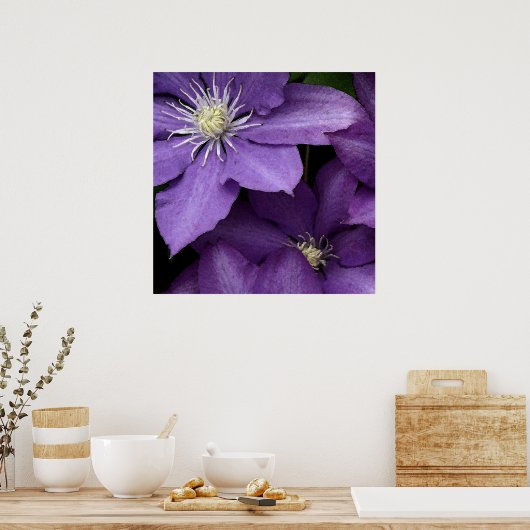 Paarse Clematis Poster (Keuken)