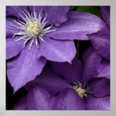 Paarse Clematis Poster (Voorkant)