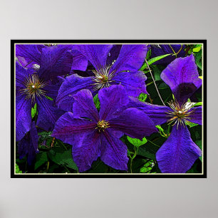 Paarse Clematis Poster