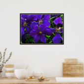 Paarse Clematis Poster (Keuken)