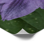 Paarse Clematis Print (Hoek)